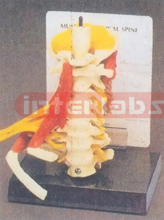 DELUXE CERVICAL SPINE WITH MUSCLES